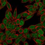 Nucleolar complex-associated protein 4-like protein (NOC4L) Antibody in Immunocytochemistry (ICC/IF)