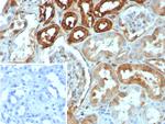 Calbindin 1 (CALB1) Antibody in Immunohistochemistry (Paraffin) (IHC (P))