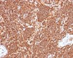 S100G (S100 calcium binding protein G) Antibody in Immunohistochemistry (Paraffin) (IHC (P))