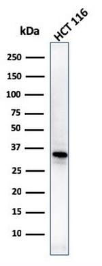 B7-H4 (Immuno-Inhibitory Protein) Antibody in Western Blot (WB)