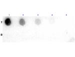 Fab Biotin Antibody in Dot Blot (DB)