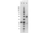 Fab Biotin Antibody in Western Blot (WB)