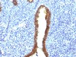 ASRGL1 (Asparaginase Like 1) Antibody in Immunohistochemistry (Paraffin) (IHC (P))