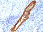 ASRGL1 (Asparaginase Like 1) Antibody in Immunohistochemistry (Paraffin) (IHC (P))