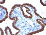 ASRGL1 (Asparaginase Like 1) Antibody in Immunohistochemistry (Paraffin) (IHC (P))