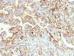 CD276/B7-H3 Antibody in Immunohistochemistry (Paraffin) (IHC (P))