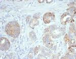 CD276/B7-H3 Antibody in Immunohistochemistry (Paraffin) (IHC (P))