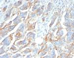 CD276/B7-H3 Antibody in Immunohistochemistry (Paraffin) (IHC (P))