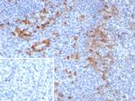 CD276/B7-H3 Antibody in Immunohistochemistry (Paraffin) (IHC (P))