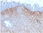 FGF23 (Fibroblast Growth Factor 23) Antibody in Immunohistochemistry (Paraffin) (IHC (P))