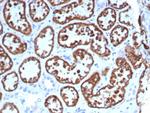 FGF23 (Fibroblast Growth Factor 23) Antibody in Immunohistochemistry (Paraffin) (IHC (P))