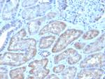 FGF23 (Fibroblast Growth Factor 23) Antibody in Immunohistochemistry (Paraffin) (IHC (P))