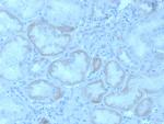 FGF23 (Fibroblast Growth Factor 23) Antibody in Immunohistochemistry (Paraffin) (IHC (P))