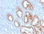 FGF23 (Fibroblast Growth Factor 23) Antibody in Immunohistochemistry (Paraffin) (IHC (P))