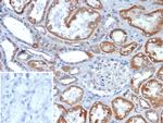 FGF23 (Fibroblast Growth Factor 23) Antibody in Immunohistochemistry (Paraffin) (IHC (P))