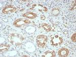 FGF23 (Fibroblast Growth Factor 23) Antibody in Immunohistochemistry (Paraffin) (IHC (P))