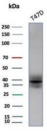 FGF23 (Fibroblast Growth Factor 23) Antibody in Western Blot (WB)