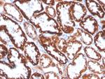 FGF23 (Fibroblast Growth Factor 23) Antibody in Immunohistochemistry (Paraffin) (IHC (P))