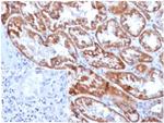 FGF23 (Fibroblast Growth Factor 23) Antibody in Immunohistochemistry (Paraffin) (IHC (P))