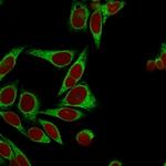 Calnexin Antibody in Immunocytochemistry (ICC/IF)