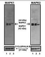 ERK1/ERK2 Antibody