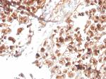 Eosinophil Peroxidase (EPX) Antibody in Immunohistochemistry (Paraffin) (IHC (P))