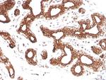 Calpastatin Antibody in Immunohistochemistry (Paraffin) (IHC (P))