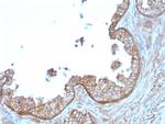 Calpastatin Antibody in Immunohistochemistry (Paraffin) (IHC (P))