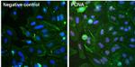 Mouse IgG (H+L) Secondary Antibody in Immunocytochemistry (ICC/IF)