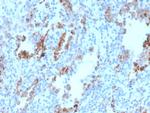 TIM3/HAVCR2/CD366 (Effector T-Cell Marker) Antibody in Immunohistochemistry (Paraffin) (IHC (P))