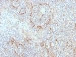 TIM3/HAVCR2/CD366 (Effector T-Cell Marker) Antibody in Immunohistochemistry (Paraffin) (IHC (P))