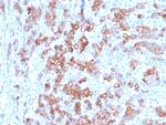 TIM3/HAVCR2/CD366 (Effector T-Cell Marker) Antibody in Immunohistochemistry (Paraffin) (IHC (P))