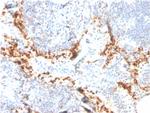 TIM3/HAVCR2/ CD366 (Effector T-Cell Marker) Antibody in Immunohistochemistry (Paraffin) (IHC (P))