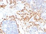 TIM3/HAVCR2/CD366 Antibody in Immunohistochemistry (Paraffin) (IHC (P))