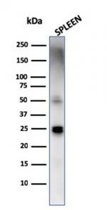 TIM3/HAVCR2/CD366 Antibody in Western Blot (WB)