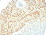 TIM3/HAVCR2/CD366 (Effector T-Cell Marker) Antibody in Immunohistochemistry (Paraffin) (IHC (P))