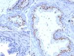 Prostein (p501S)/Solute Carrier Family 45 Member 3 (SLC45A3) Antibody in Immunohistochemistry (Paraffin) (IHC (P))