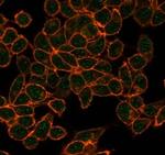 CBFB/PEBP2beta Antibody in Immunocytochemistry (ICC/IF)