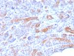 MRP3 (Multidrug Resistance-Associated Protein 3) Antibody in Immunohistochemistry (Paraffin) (IHC (P))