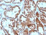 CD137L/4-1BBL/TNFSF9 Antibody in Immunohistochemistry (Paraffin) (IHC (P))