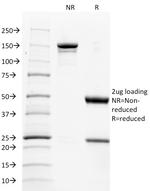 CD137L/4-1BBL/TNFSF9 Antibody in SDS-PAGE (SDS-PAGE)