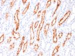 CD137L/4-1BBL/TNFSF9 Antibody in Immunohistochemistry (Paraffin) (IHC (P))