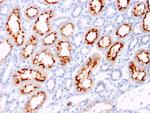 CD137L/4-1BBL/TNFSF9 Antibody in Immunohistochemistry (Paraffin) (IHC (P))