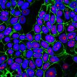 Cyclin B1 (G2- and M-phase Cyclin) Antibody in Immunocytochemistry (ICC/IF)