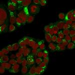 RCAS1/Estrogen Receptor Binding Site Associated, Antigen 9 Antibody in Immunocytochemistry (ICC/IF)