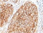 CD9 (TSPAN29) (Motility-Related Protein-1) Antibody in Immunohistochemistry (Paraffin) (IHC (P))