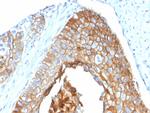 CD9 (TSPAN29) (Motility-Related Protein-1) Antibody in Immunohistochemistry (Paraffin) (IHC (P))