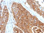 CD9 (TSPAN29) (Motility-Related Protein-1) Antibody in Immunohistochemistry (Paraffin) (IHC (P))