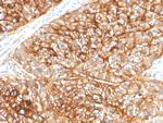 CD9 (TSPAN29) (Motility-Related Protein-1) Antibody in Immunohistochemistry (Paraffin) (IHC (P))