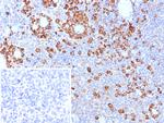 CD9 (TSPAN29) (Motility-Related Protein-1) Antibody in Immunohistochemistry (Paraffin) (IHC (P))